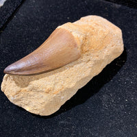 Mosasaur Tooth in Matrix