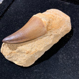 Mosasaur Tooth in Matrix